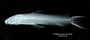 Cyclopium unifasciatum FMNH 56079 holo lat x